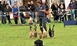 The Dog & Duck Show_300 x 200